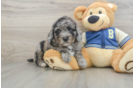 Adorable Mini Berniedoodle Poodle Mix Puppy