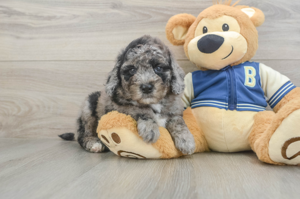 5 week old Mini Bernedoodle Puppy For Sale - Simply Southern Pups