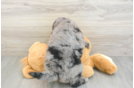 Mini Bernedoodle Puppy for Adoption