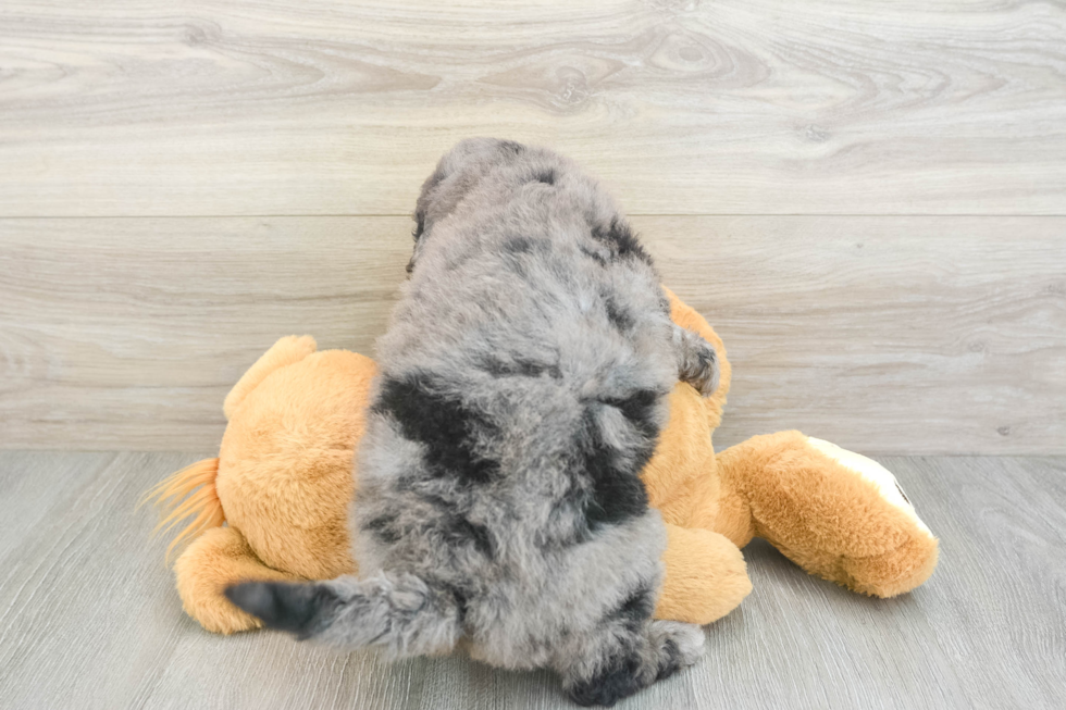 Mini Bernedoodle Puppy for Adoption