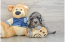 Happy Mini Bernedoodle Baby