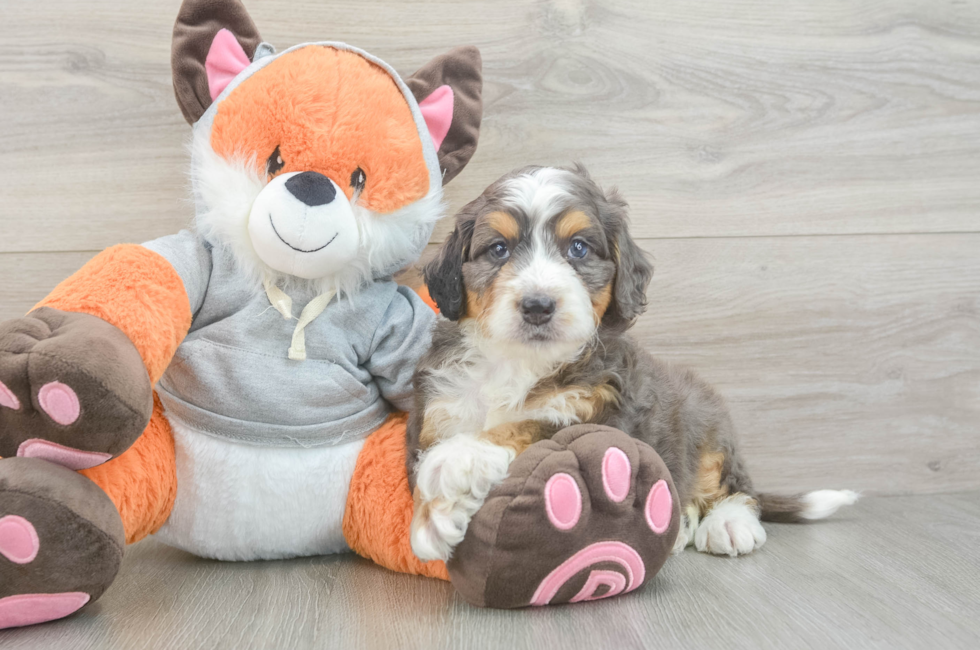 5 week old Mini Bernedoodle Puppy For Sale - Simply Southern Pups