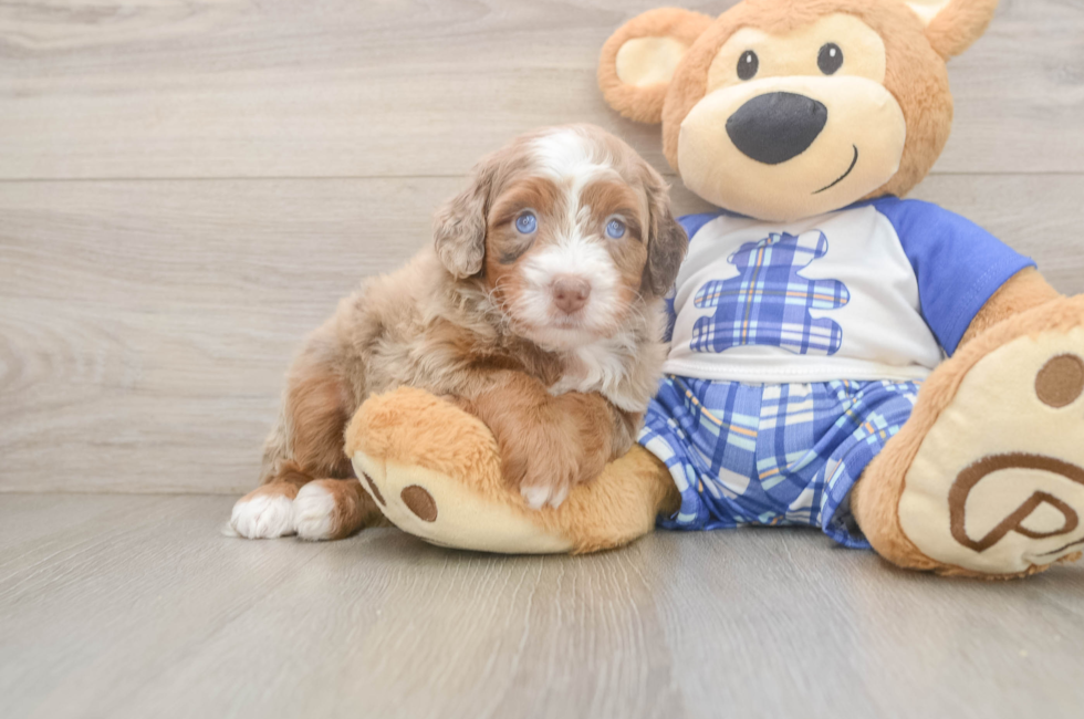 5 week old Mini Bernedoodle Puppy For Sale - Simply Southern Pups