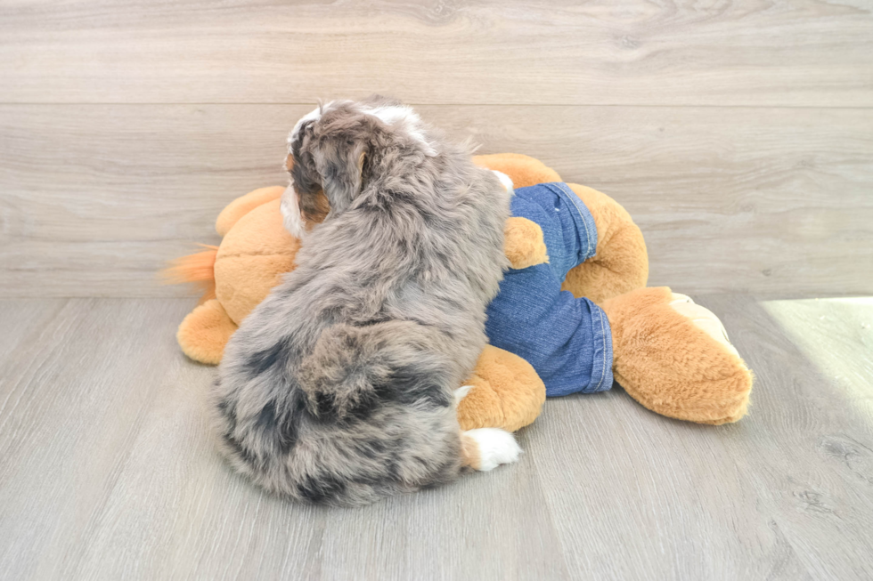 Mini Bernedoodle Pup Being Cute