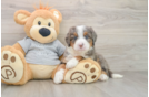 Best Mini Bernedoodle Baby