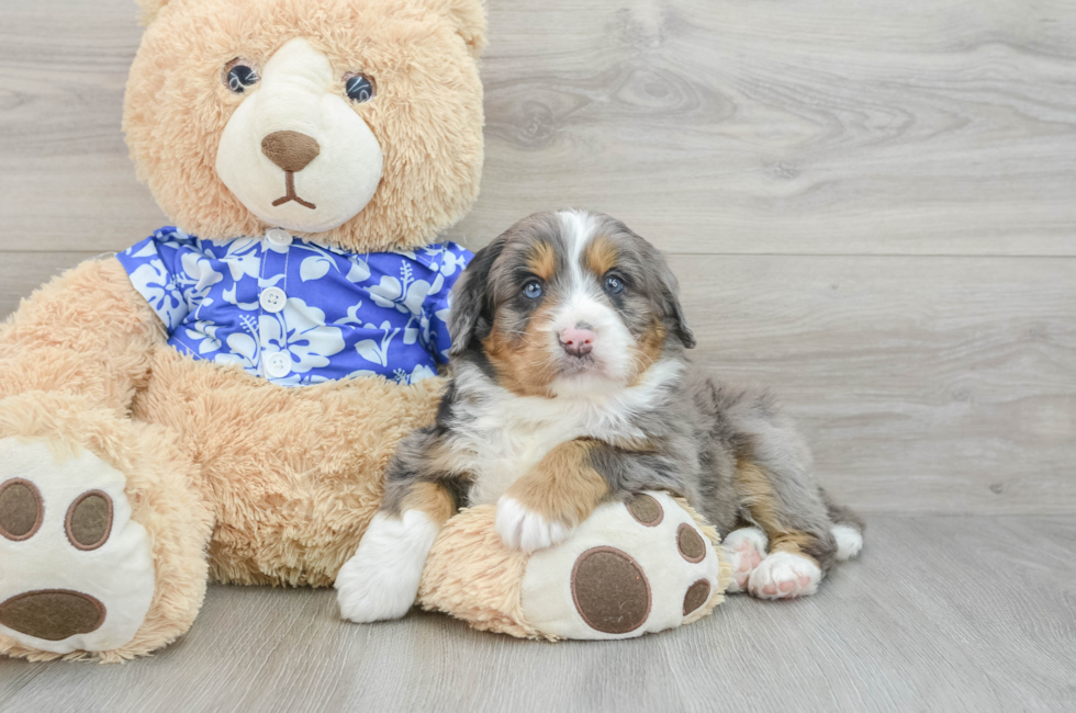 7 week old Mini Bernedoodle Puppy For Sale - Simply Southern Pups