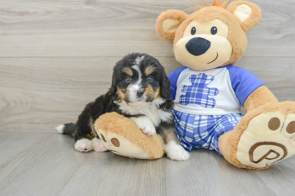 Mini Bernedoodle Pup Being Cute