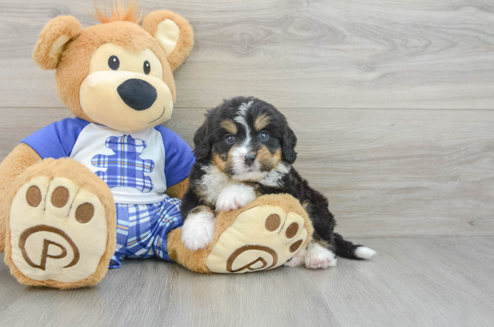 6 week old Mini Bernedoodle Puppy For Sale - Simply Southern Pups