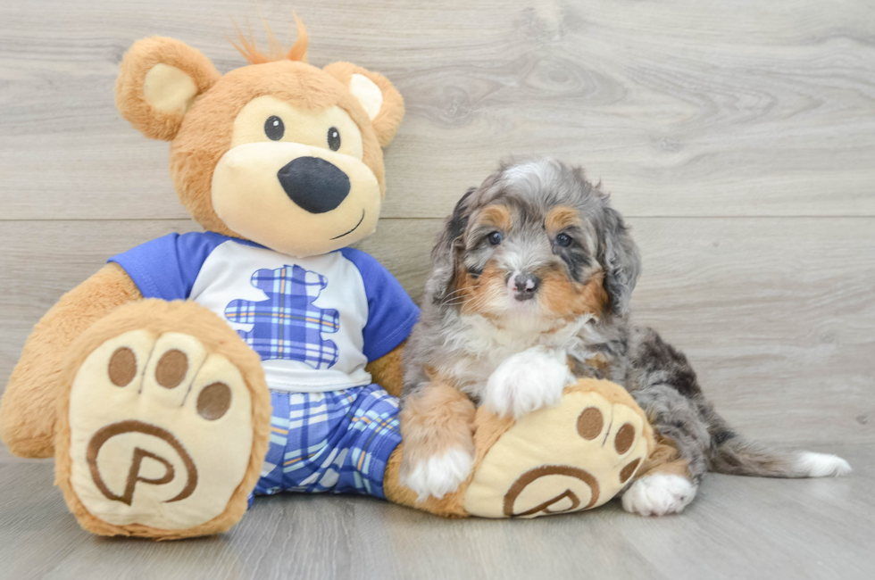 6 week old Mini Bernedoodle Puppy For Sale - Simply Southern Pups