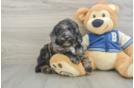 Playful Mini Bernadoodle Poodle Mix Puppy