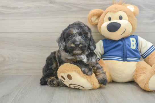 Playful Mini Bernadoodle Poodle Mix Puppy