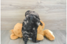 Little Mini Bernepoo Poodle Mix Puppy