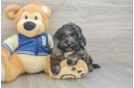 Mini Bernedoodle Pup Being Cute