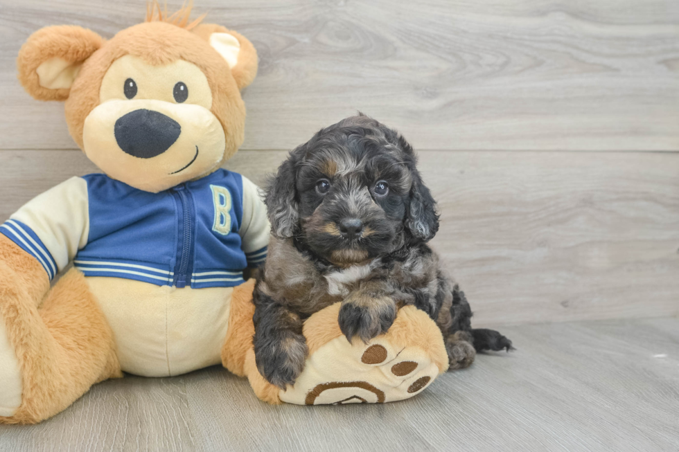 Mini Bernedoodle Pup Being Cute