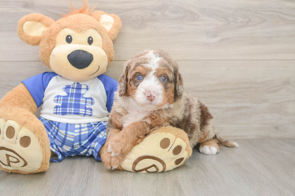 5 week old Mini Bernedoodle Puppy For Sale - Simply Southern Pups