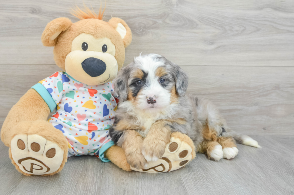 6 week old Mini Bernedoodle Puppy For Sale - Simply Southern Pups