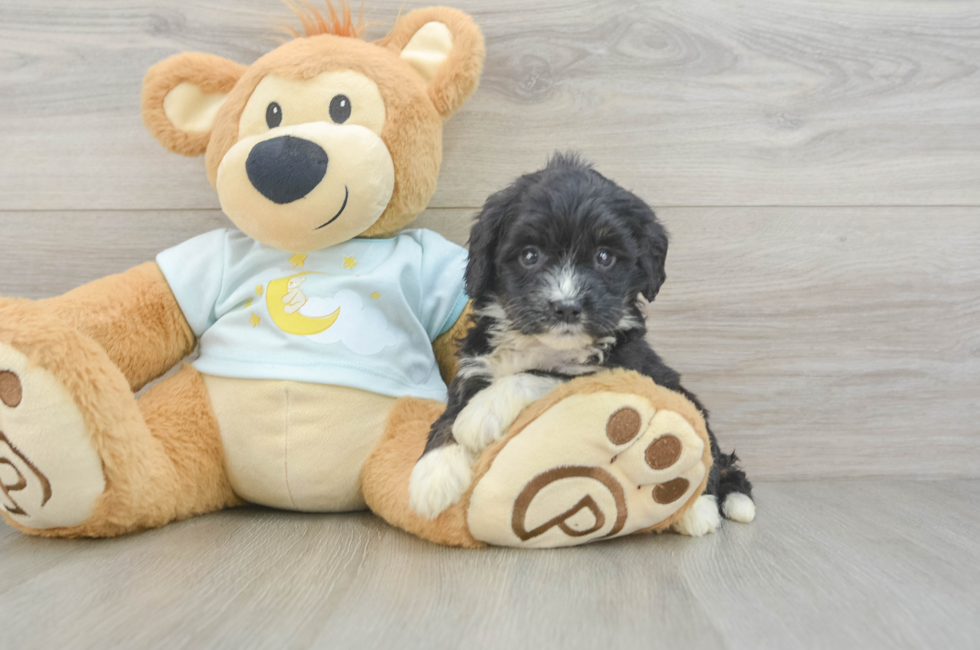 5 week old Mini Bernedoodle Puppy For Sale - Simply Southern Pups