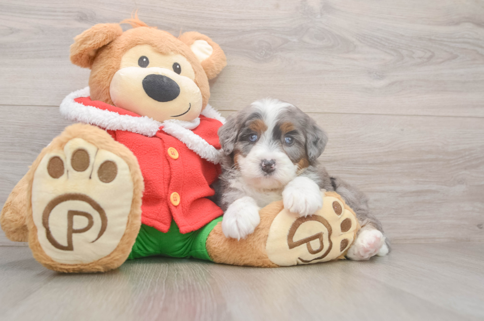 6 week old Mini Bernedoodle Puppy For Sale - Simply Southern Pups