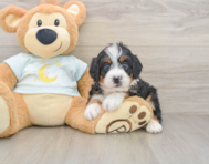 5 week old Mini Bernedoodle Puppy For Sale - Simply Southern Pups