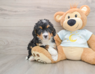 6 week old Mini Bernedoodle Puppy For Sale - Simply Southern Pups