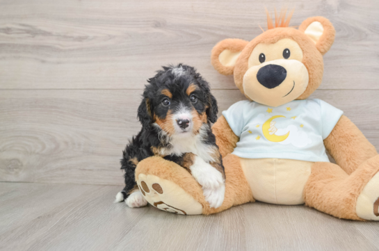 Mini Bernedoodle Puppy for Adoption