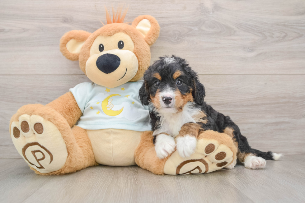 Best Mini Bernedoodle Baby