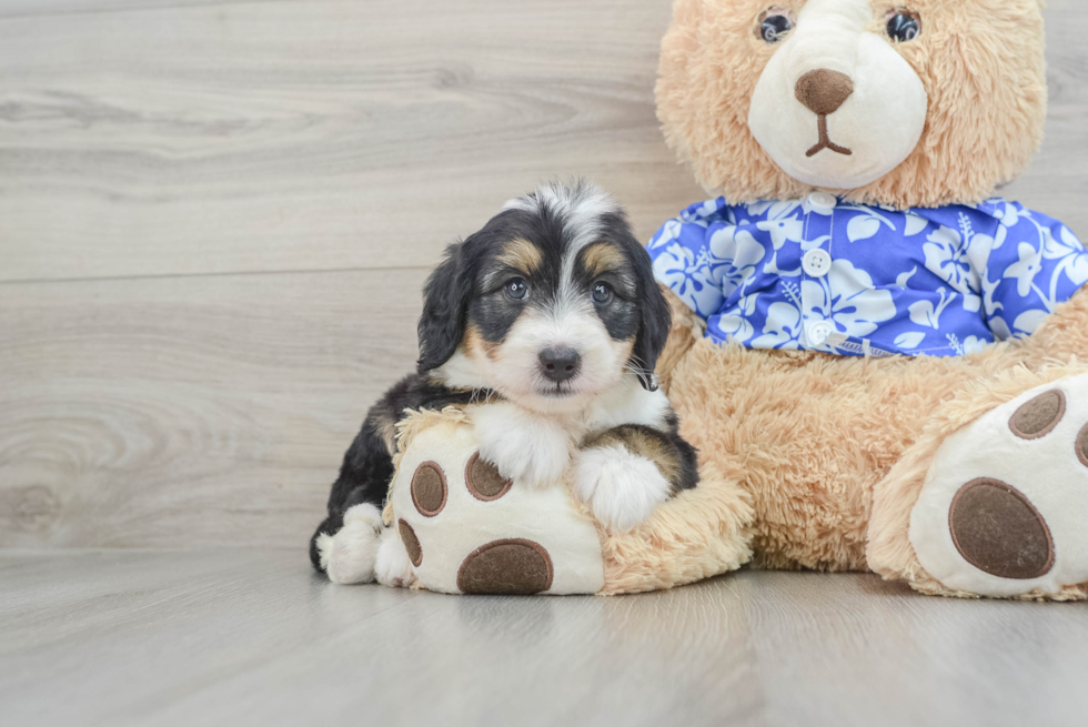 Petite Mini Bernedoodle Poodle Mix Pup