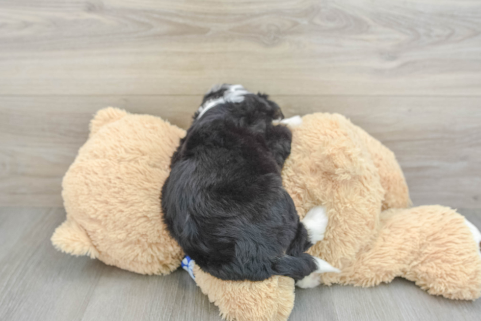 Mini Bernedoodle Puppy for Adoption