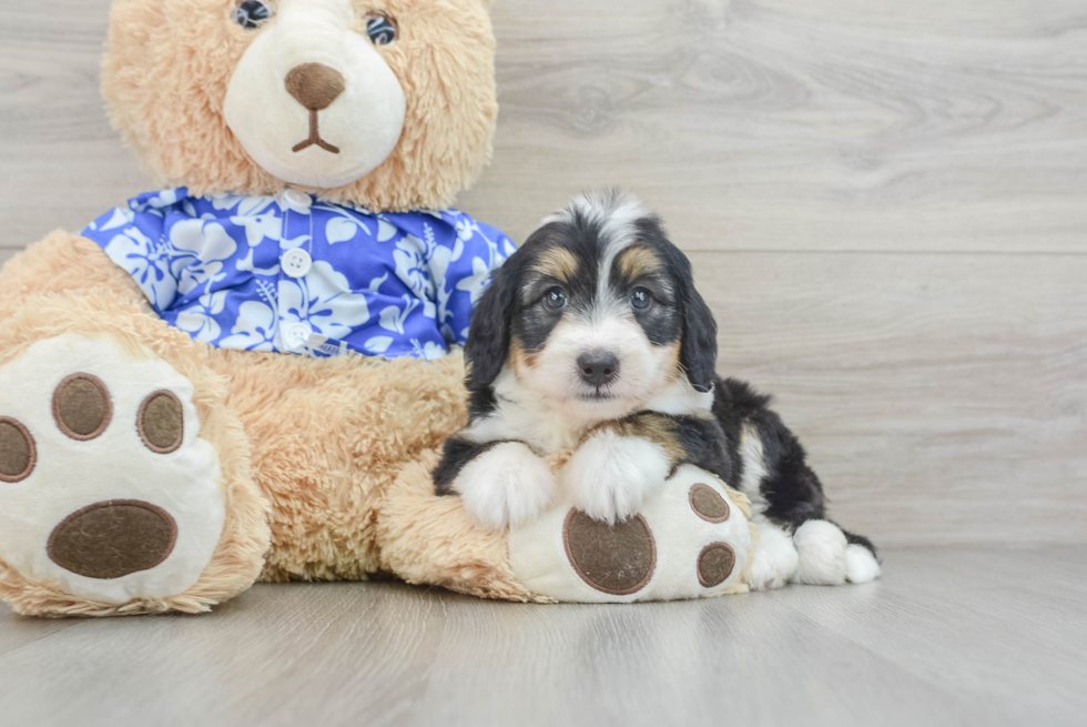 Mini Bernedoodle Pup Being Cute