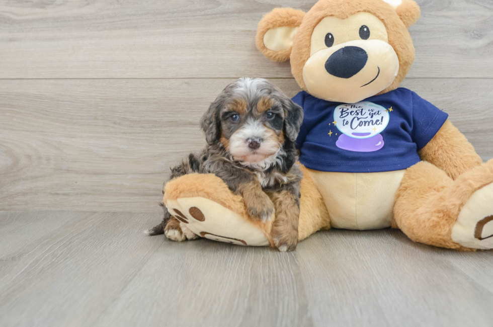 8 week old Mini Bernedoodle Puppy For Sale - Simply Southern Pups