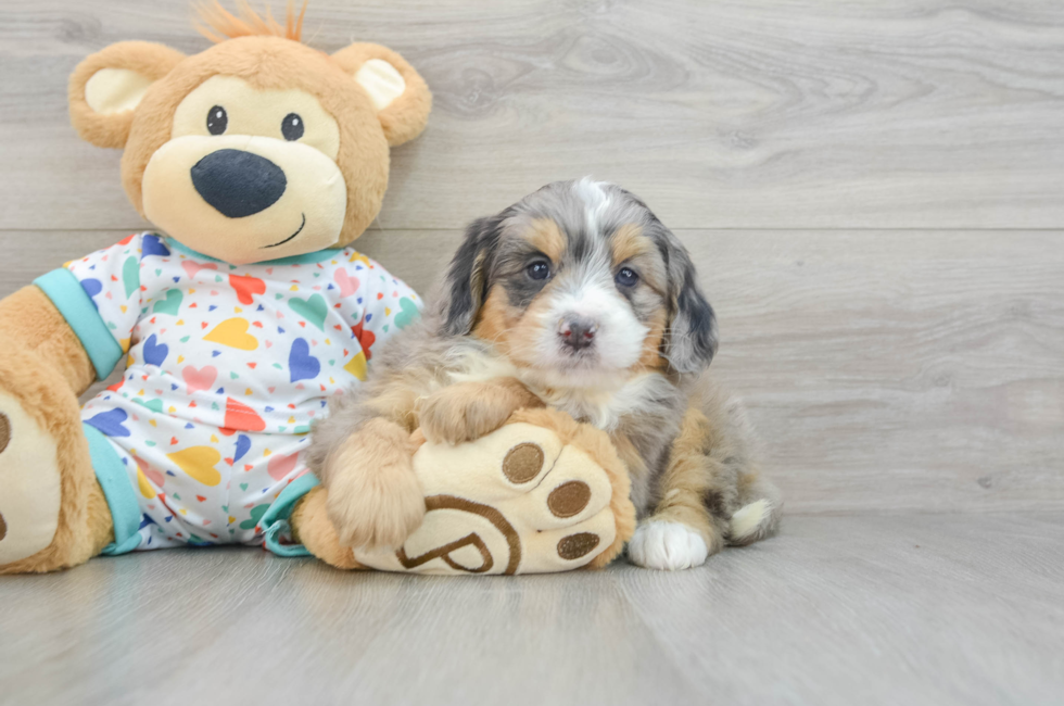 6 week old Mini Bernedoodle Puppy For Sale - Simply Southern Pups