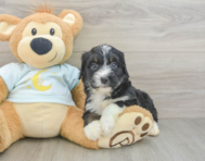 7 week old Mini Bernedoodle Puppy For Sale - Simply Southern Pups