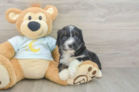Energetic Mini Bernesepoo Poodle Mix Puppy