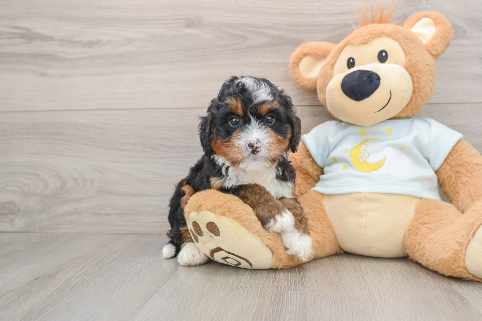 Playful Mini Bernese Poodle Poodle Mix Puppy