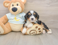 7 week old Mini Bernedoodle Puppy For Sale - Simply Southern Pups