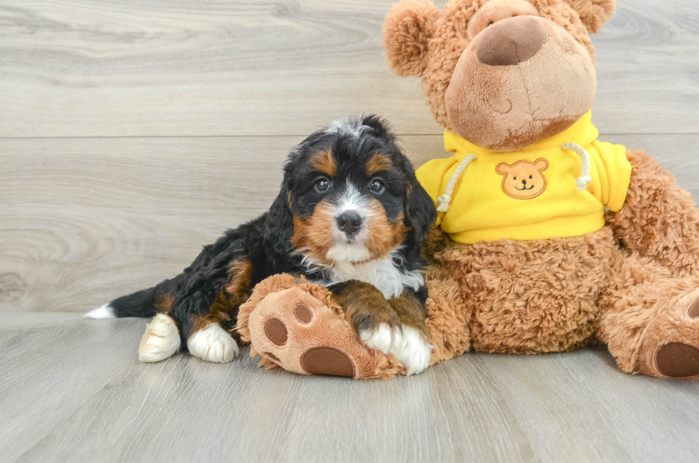 5 week old Mini Bernedoodle Puppy For Sale - Simply Southern Pups