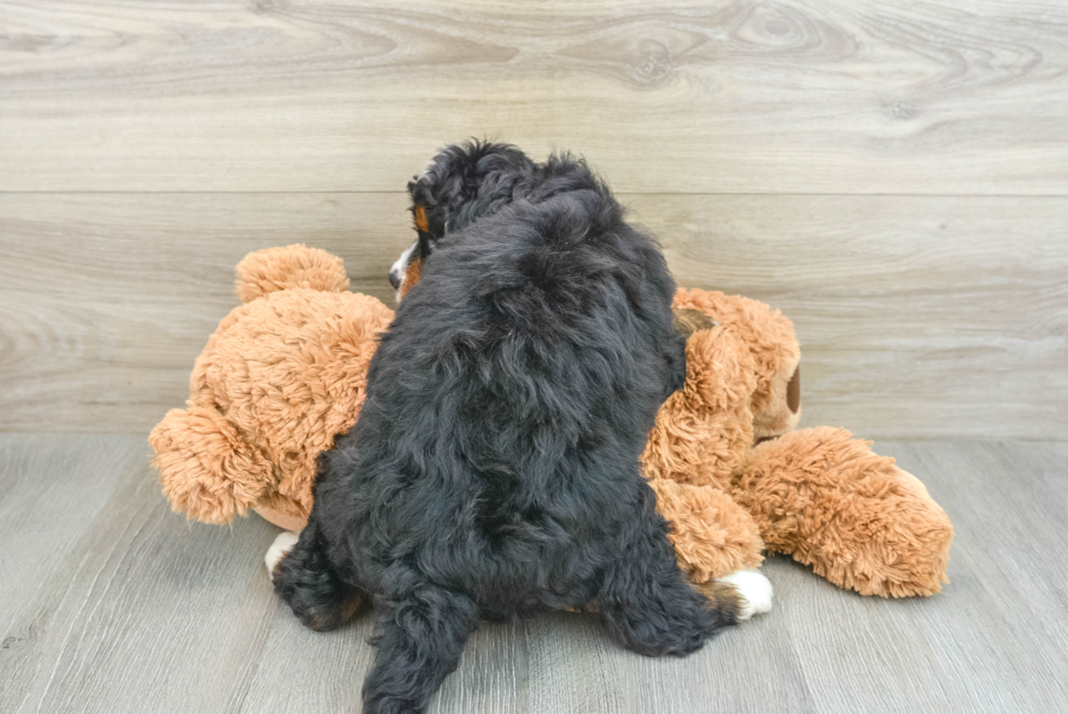 Mini Bernedoodle Puppy for Adoption