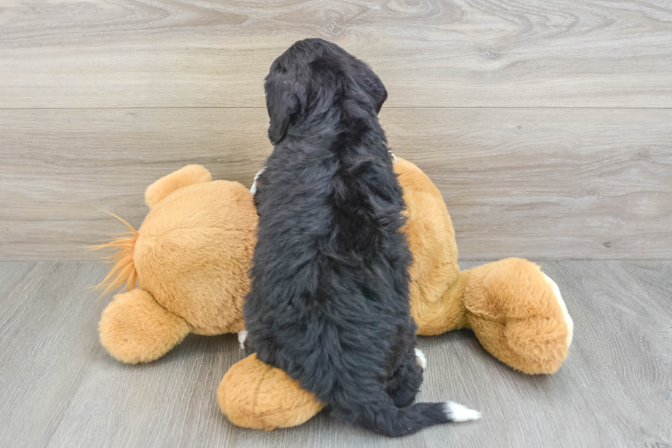 Little Bernadoodle Poodle Mix Puppy