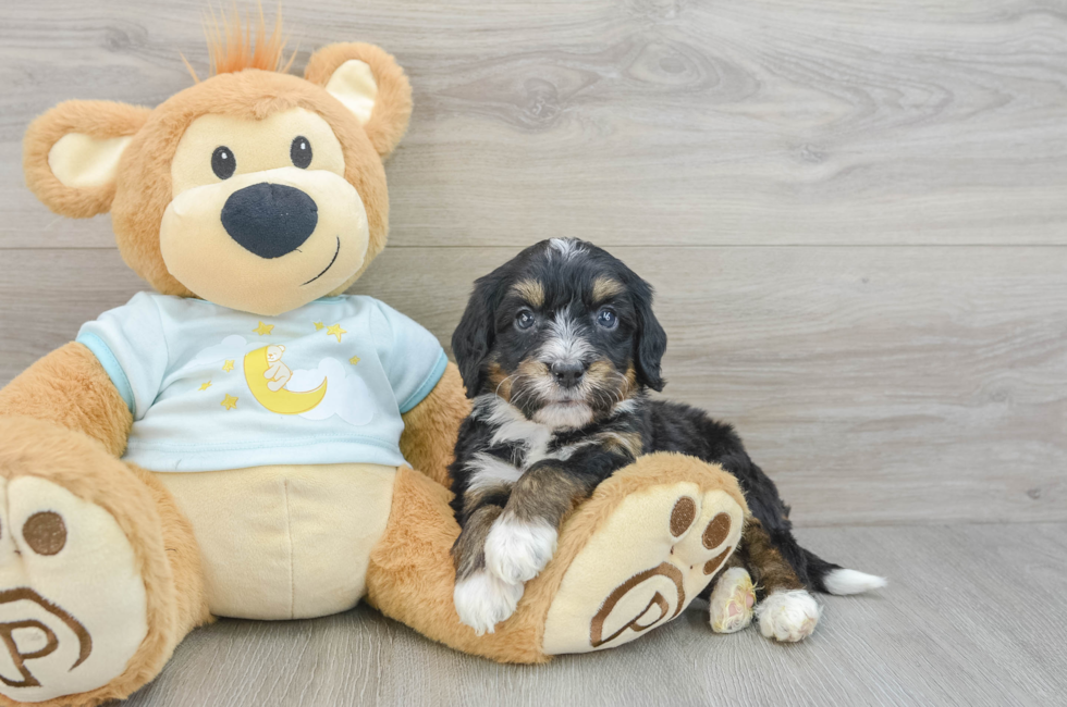 8 week old Mini Bernedoodle Puppy For Sale - Simply Southern Pups