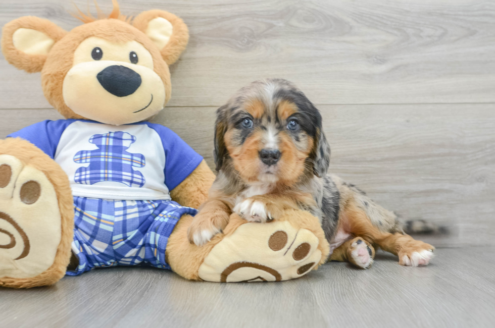 6 week old Mini Bernedoodle Puppy For Sale - Simply Southern Pups