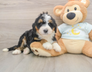7 week old Mini Bernedoodle Puppy For Sale - Simply Southern Pups