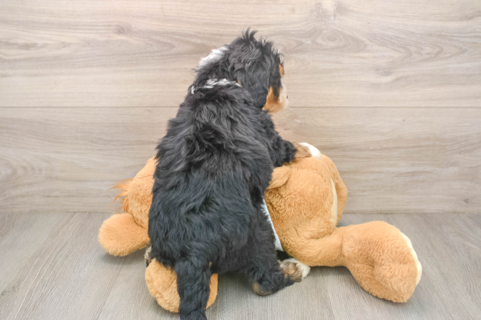 Best Mini Bernedoodle Baby