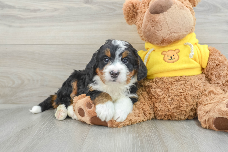 Mini Bernedoodle Pup Being Cute