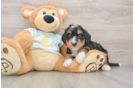 Adorable Mini Bernese Poodle Poodle Mix Puppy