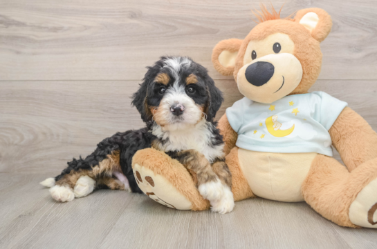 Sweet Mini Bernedoodle Baby