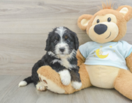 7 week old Mini Bernedoodle Puppy For Sale - Simply Southern Pups