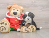 7 week old Mini Bernedoodle Puppy For Sale - Simply Southern Pups