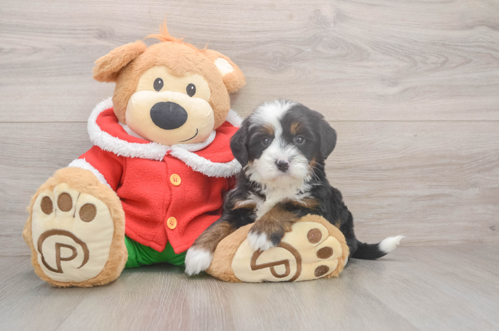 6 week old Mini Bernedoodle Puppy For Sale - Simply Southern Pups