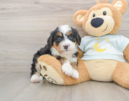 5 week old Mini Bernedoodle Puppy For Sale - Simply Southern Pups