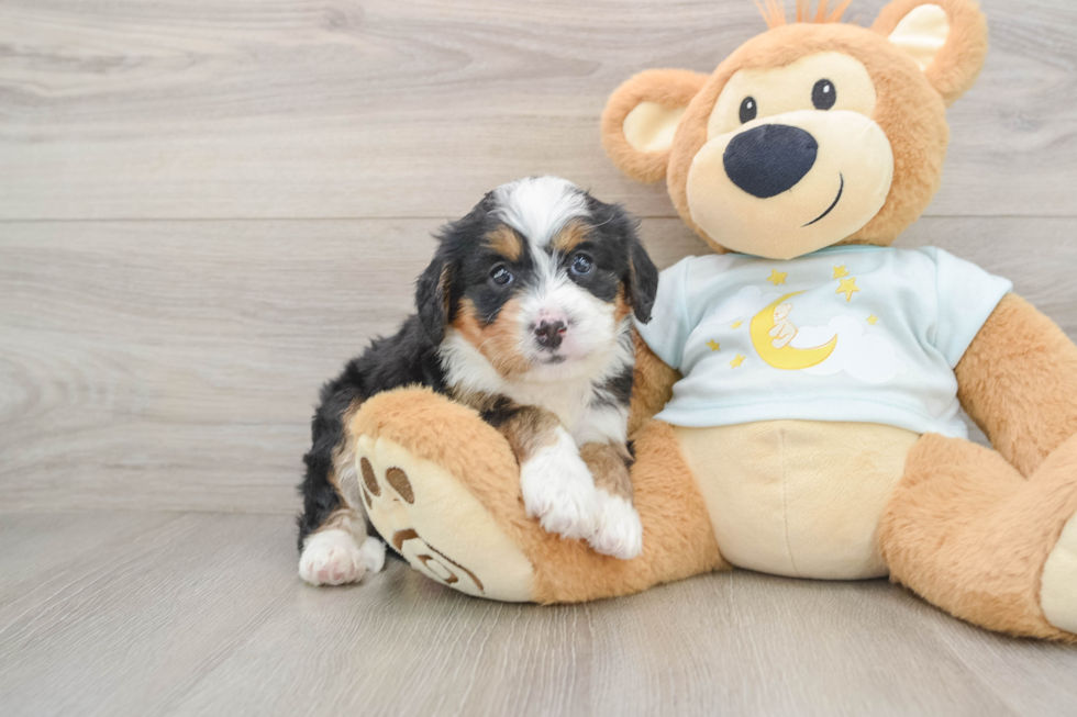 Smart Mini Bernedoodle Poodle Mix Pup